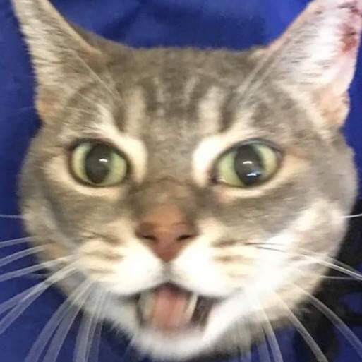 kitty1