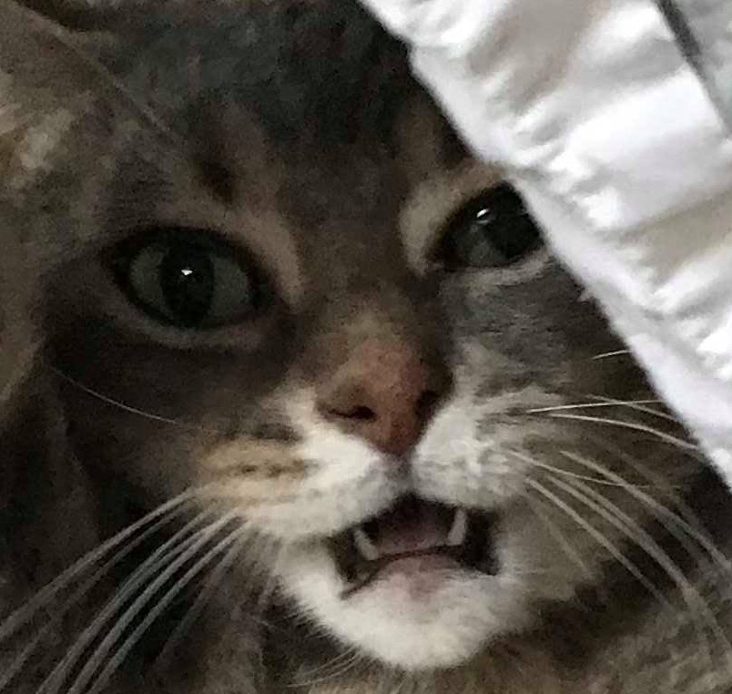 kitty2