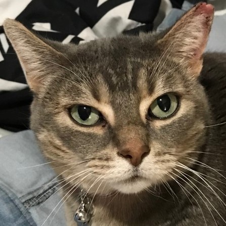 kitty3